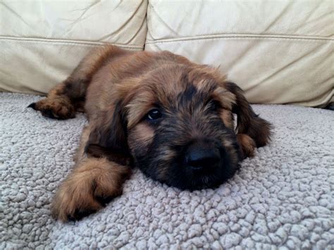 Briard Puppies Behavior And Characteristics In Different Months Until One Year