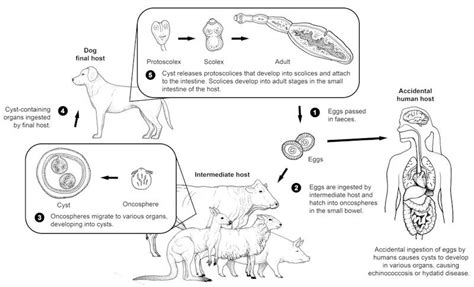 Larval Tapeworm Life Cycle: Hydatids, Beef Measles and Bladder Worm (predator-prey) - WormBoss