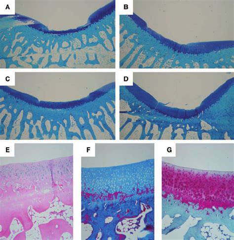 Representative results of histologic staining of regenerated hyaline... | Download Scientific ...