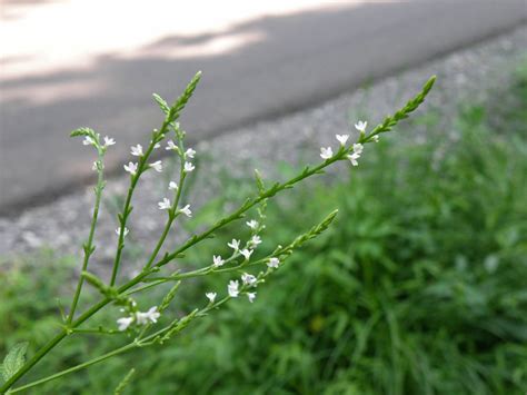 Verbena urticifolia-Verbenaceae-White vervain-Tea creek campground ...