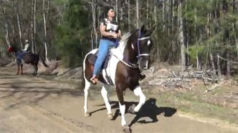 2023 Arkansas Gaited Horse Trail Ride and Campout - YouTube