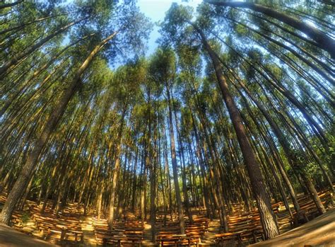 Hutan Pinus Mangunan Dlingo: Semilir Angin di Rimbunnya Pinus Merkusii