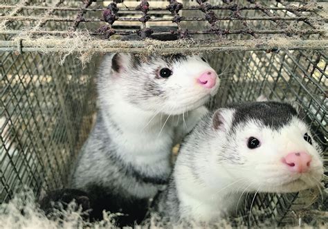 Producers question B.C. ban on mink farming | The Western Producer