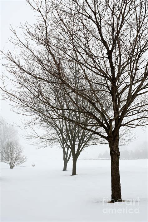 Bare Winter Trees Photograph by Sharon Foelz - Pixels