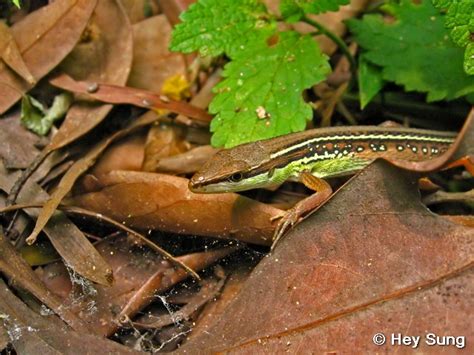 Reptile of Hong Kong