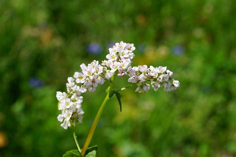 How to Use Green Manure to Improve Soil Fertility - Garden and Happy