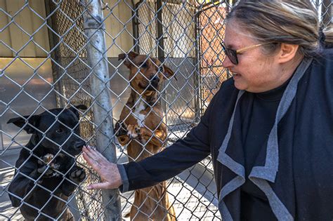 CMPD Animal Care & Control Opens Satellite Shelter Amidst Crisis