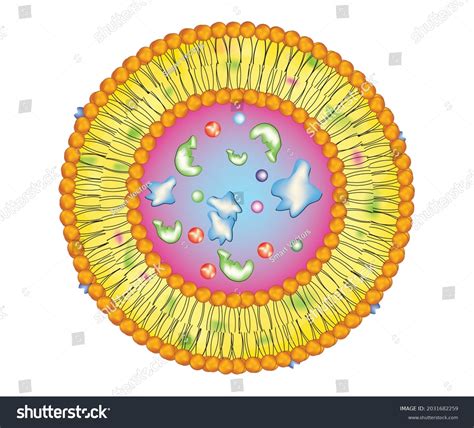 Biological Anatomy Lysosome Structure Lysosome Membranebound Stock Vector (Royalty Free ...