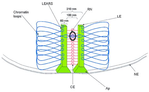 Synaptonemal Complex