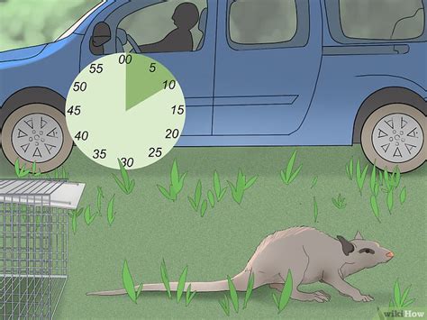 How to Trap a Possum: 10 Tips from Pest Control Experts