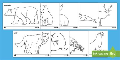 Animals that live in the Arctic - Colouring Sheets - KS1