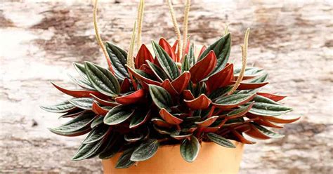 Peperomia Rosso Care: How To Grow Red Peperomia