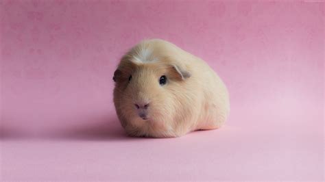 Wallpaper Guinea Pig, pink, funny animals, Animals Wallpaper Download ...