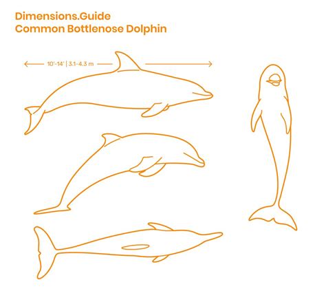 Common Bottlenose Dolphins | Common bottlenose dolphin, Wood carving ...