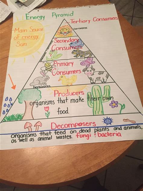 Food chain energy pyramid. 5th grade | Teaching energy, 5th grade ...