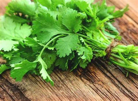 11 Benefits Of Coriander For A Good Health - Procaffenation