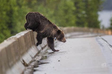 Coexisting with carnivores: Understanding how bears adjust to live with ...