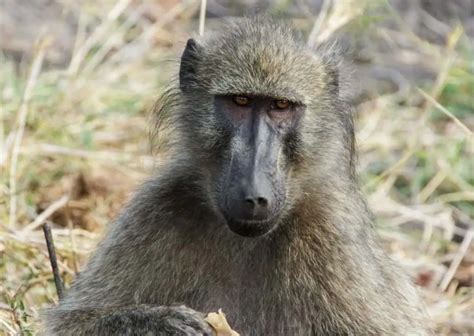 Baboon Behavior - AnimalBehaviorCorner