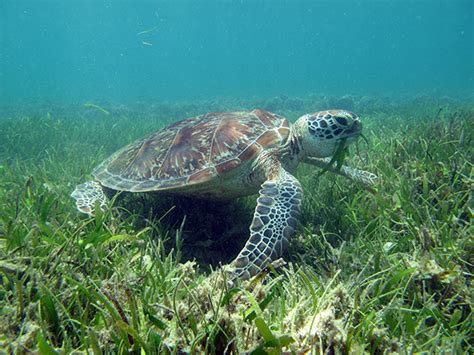 Green Turtle | Seagrass-Watch