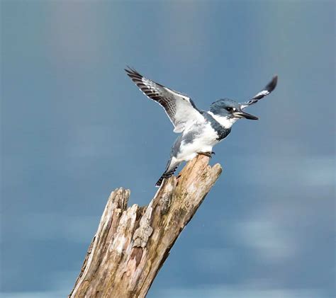 Belted Kingfisher - Columbus Audubon