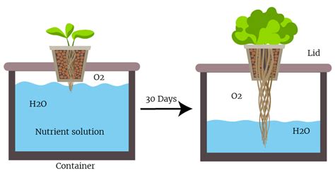 Hydroponic system without pump, electricity.. Just Set it and Forget it : r/Hydroponics
