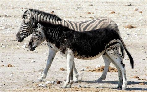 Melanistic zebra | Melanismo, Mascotas inusuales