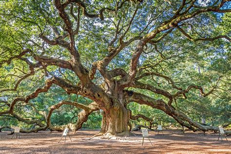 Angel Oak Tree In Charleston Sc Photograph by Pierre Leclerc Photography