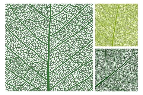 Leaf texture pattern background | Leaf texture, Background patterns ...