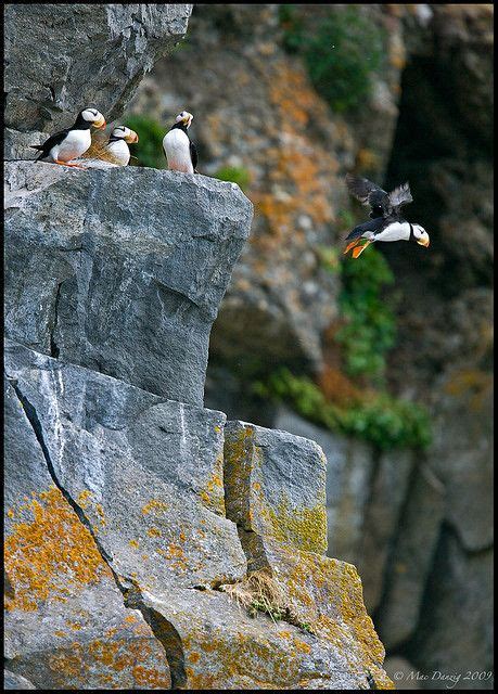 Jumping off of the rock rookeries in the bay outside of Homer, Alaska...