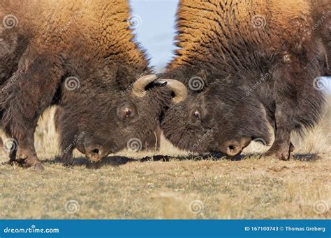 Bison males fighting stock image. Image of field, male - 167100743