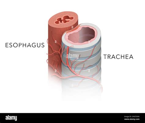 Anatomy of Trachea and Esophagus Stock Photo - Alamy