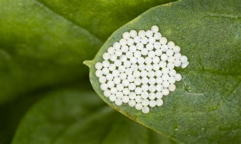 Do Caterpillars Lay Eggs? (Photos Revealed!) | Pests Banned