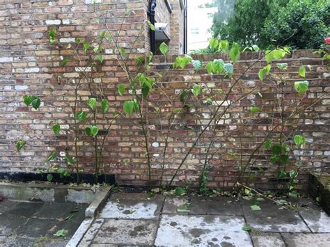 Japanese Knotweed Eradication in London - Case Study