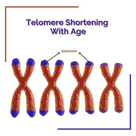 Telomeres and Aging: What’s The Connection?