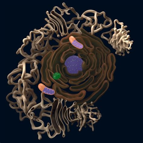 Endoplasmic Reticulum Animal Cell 3D Model : How to Build a 3D Animal ...