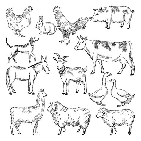Premium Vector | Vintage farm animals. farming illustration in hand drawn style. animal farming ...