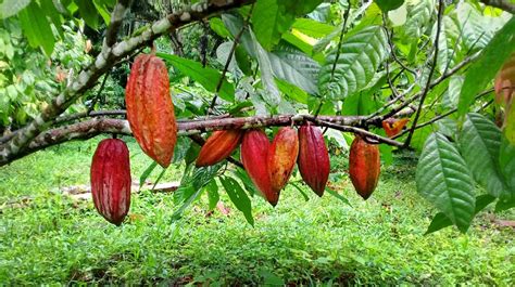 Cocoa Exports from Panama Saved Thanks to Isotopic Techniques| IAEA