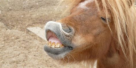 Why Does My Horse Lift His Upper Lip? The Flehmen Response – Insider ...