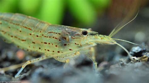 Freshwater Shrimp Can Be Great Additions To A Tank - Video