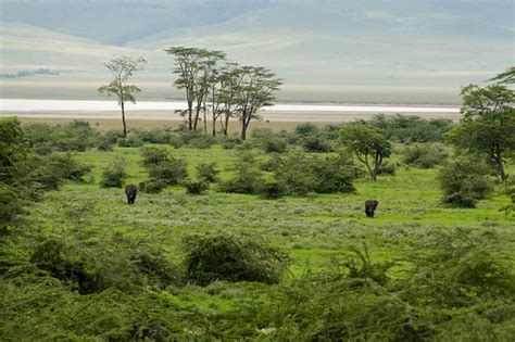 Elephants Ngorongoro | The wooded part of the Ngorongoro cra… | Flickr