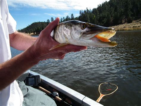 OUTDOORS NM: Trophy Tiger Muskies in Quemado, Bluewater Lakes make for Amazing Angling