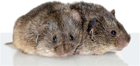 Monogamous Prairie Voles Reveal the Neurobiology of Love | Scientific American