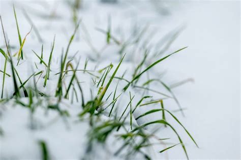 Winter Lawn Fertilizer: Tips on Keeping Your Grass Thrives