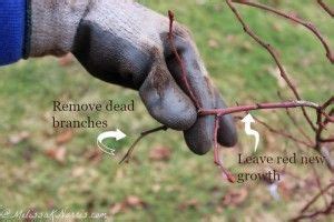 Caring for & Pruning Blueberry Bushes For A Larger Harvest | Pruning blueberry bushes, Blueberry ...