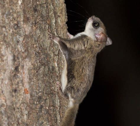 Flying squirrel gets 22 million views by theatrically faking its own death