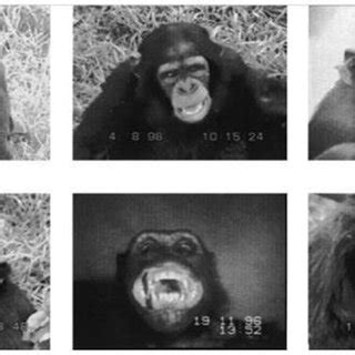 Examples of chimpanzee facial expressions. Top row from left to right ...