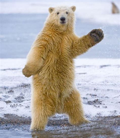 Dancing Polar Bear – 1Funny.com