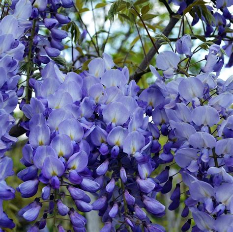 Rare Blue Wisteria Tree Seeds, 10pcs/pack – GreenSeedGarden