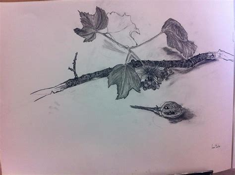 Nature Still Life Drawing by Sara Carter | Pixels