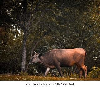 Cow National Animal Nepal Stock Photo 1841998264 | Shutterstock